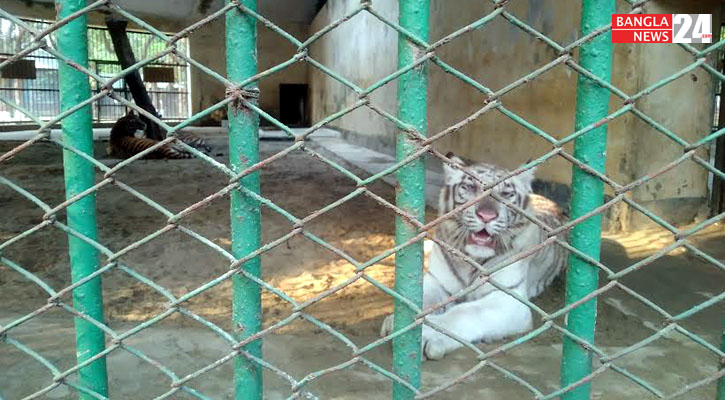 তাপদাহে দর্শনার্থী শূন্য চিড়িয়াখানা